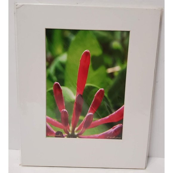 Nate Miller Photography, Honeysuckle, Flowers, Botanical Art, 8x11 Photo, Matted - Picture 1 of 4